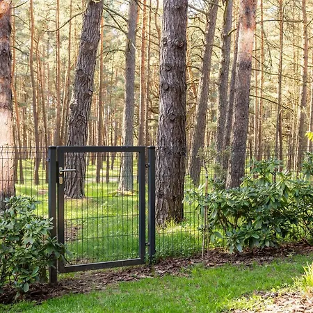 Pine Forest Escape At Vanagupes Parkas *